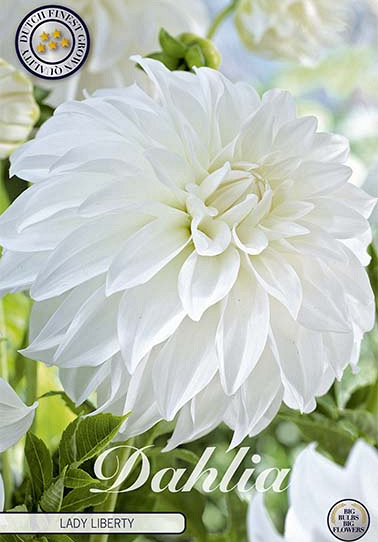 Dahlia Deco. Lady Liberty x 1 I .