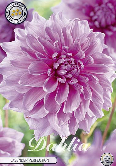 Dahlia Deco. Lavender Perfection x 1 I .