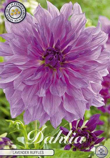 Dahlia Deco. Lavender Ruffles x1 I