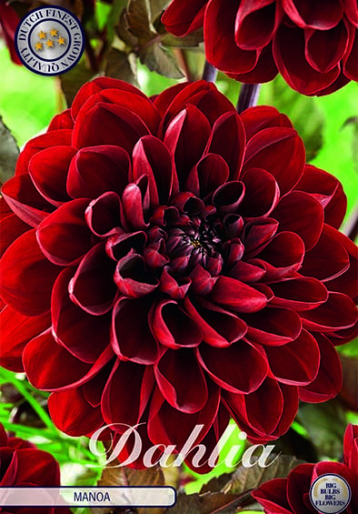 Dahlia Deco. Manoa x1 I .