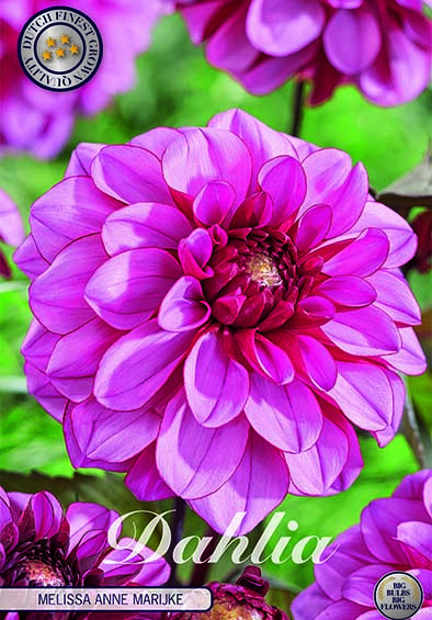 Dahlia Deco. Melissa Anne Marijke x1 I .