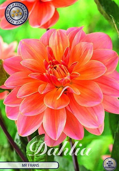 Dahlia Deco. Mister Frans x1 I .