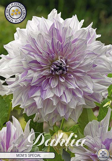 Dahlia Deco. Mom's Special x 1 I .