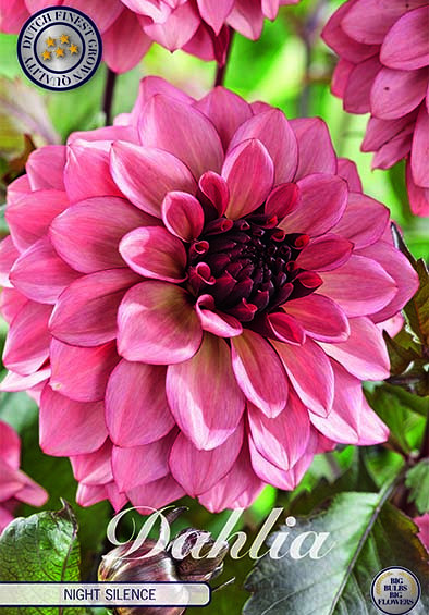 Dahlia Deco. Night Silence x1 I .