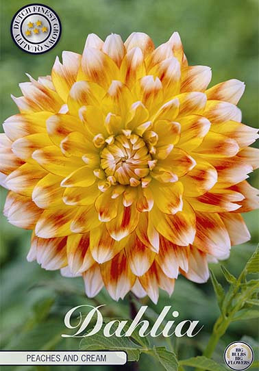 Dahlia Deco. Peaches and Cream x 1 I .