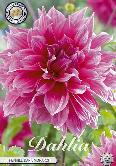 Dahlia Deco. Penhill Dark Monarch x 1 I .