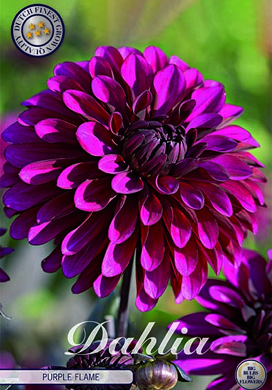 Dahlia Deco. Purple Flame x1 I .