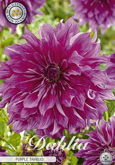 Dahlia Deco. Purple Taiheijo x 1 I .