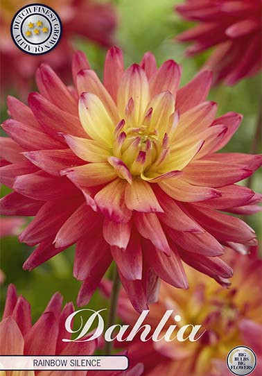 Dahlia Deco. Rainbow Silence x1 I .