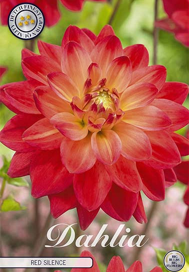 Dahlia Deco. Red Silence x1 I .