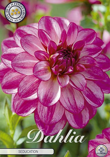 Dahlia Deco. Seducation x 1 I .