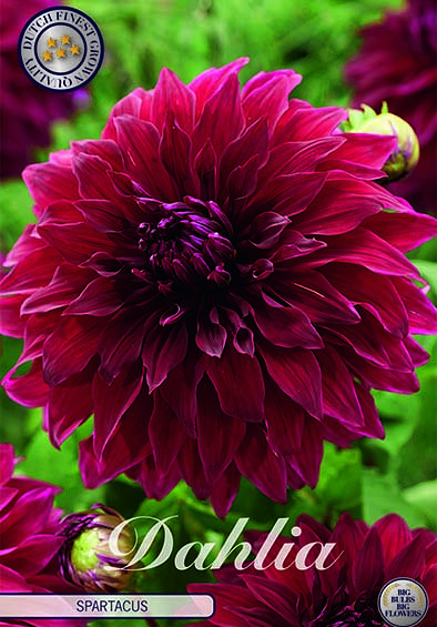 Dahlia Deco. Spartacus x1 I .