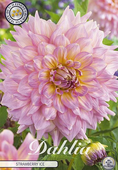 Dahlia Deco. Strawberry Ice x 1 I .