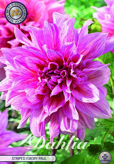 Dahlia Deco. Striped Emory Paul x1 I .