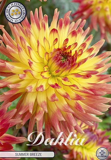 Dahlia Deco. Summer Breeze x 1 I .