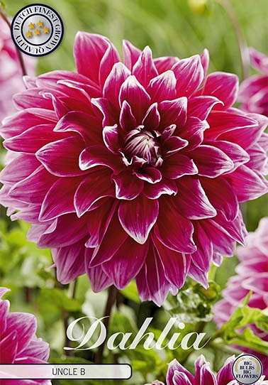 Dahlia Deco. Uncle B x 1 I .