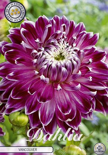 Dahlia Deco. Vancouver x 1 I .