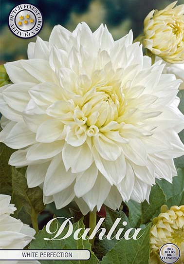 Dahlia Deco. White Perfection x 1 I .