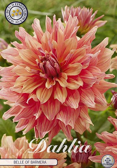 Dahlia Deco. Belle of Barmera x1 I