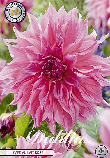 Dahlia Deco. Cafe au Lait Rosé x1 I