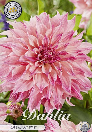 Dahlia Deco. Cafe au Lait Twist x1 I