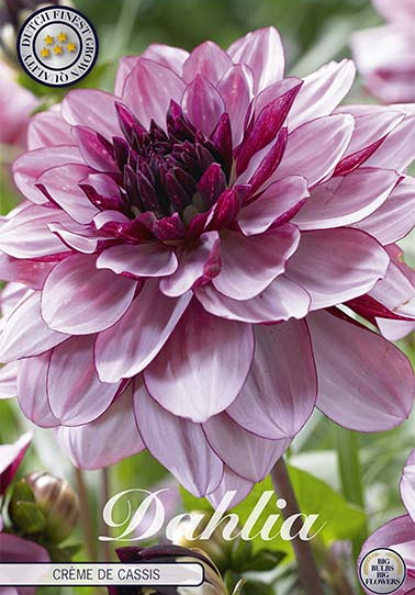 Dahlia Deco. Creme de Cassis x1 I