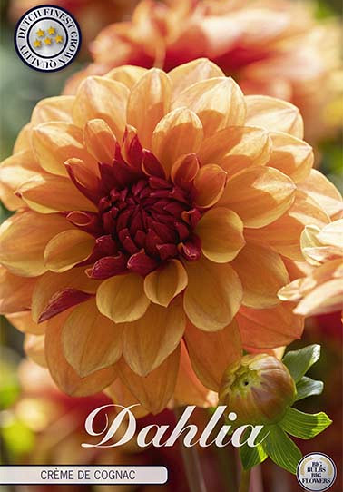 Dahlia Deco. Creme de Cognac x1 I