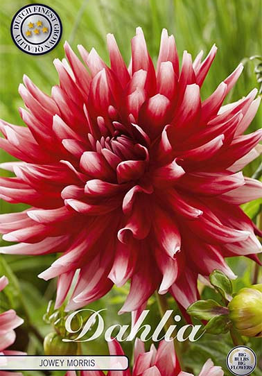 Dahlia Deco. Jowey Morris x1 I