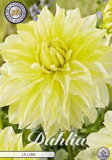 Dahlia Deco. La Luna x1 I