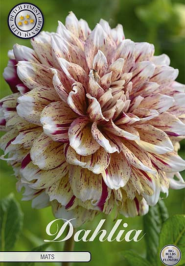 Dahlia Deco. Mats x1 I