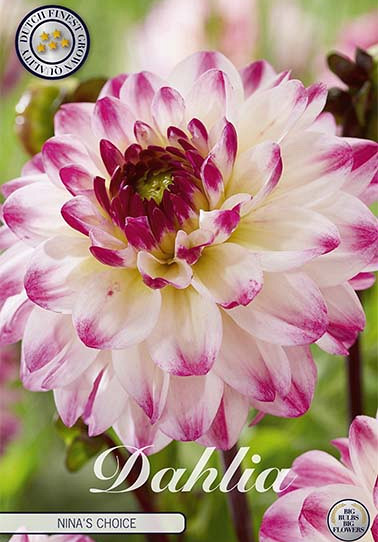 Dahlia Deco. Nina's Choice x1 I