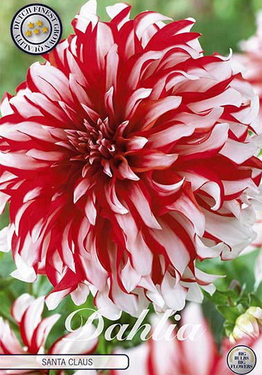 Dahlia Deco. Santa Claus x1 I