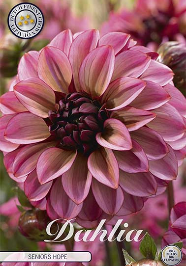 Dahlia Deco. Senior's Hope x1 I