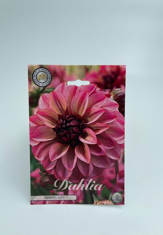 Dahlia Deco. Senior's Hope x1 I