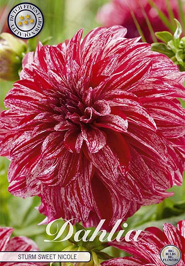 Dahlia Deco. Sturm Sweet Nicole x1 I I