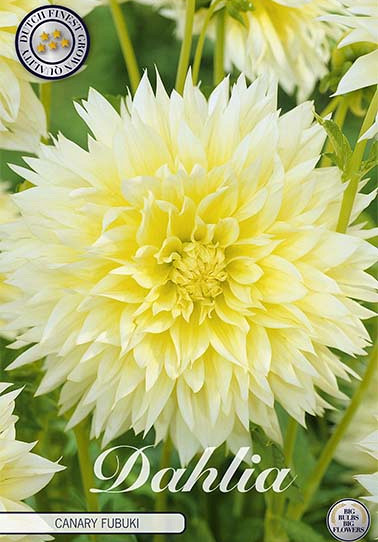 Dahlia Fubuki Canary x 1 I .