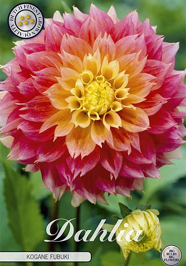 Dahlia Fubuki Kogane  x 1 I .