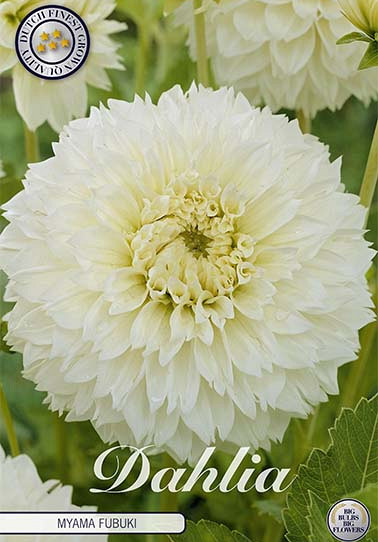 Dahlia Fubuki Myama x 1 I .