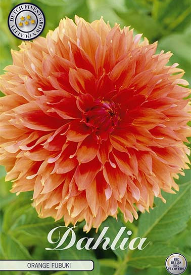 Dahlia Fubuki Orange x1 I