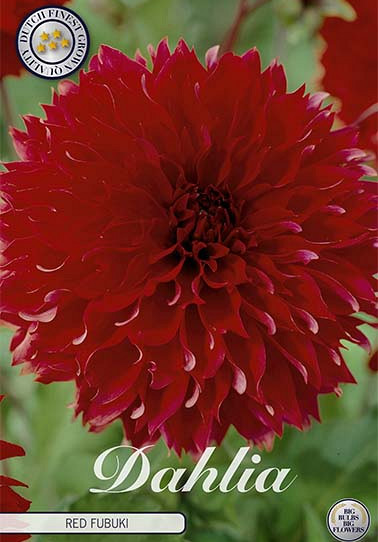 Dahlia Fubuki Red  x 1 I .