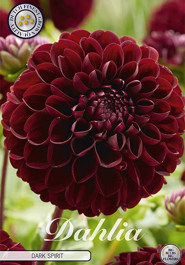 Dahlia Pompon Dark Spirit x 1 I .