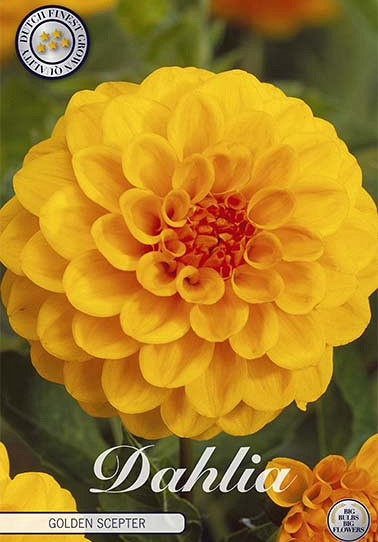 Dahlia Pompon Golden Scepter x1 I .