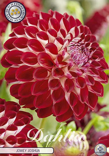 Dahlia Pompon Jowey Joshua x1 I