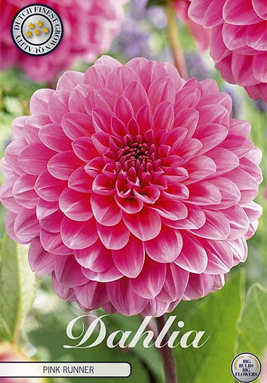 Dahlia Pompon Pink Runner x 1 1 .