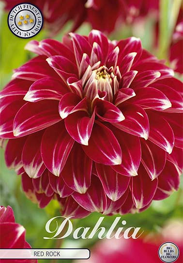 Dahlia Pompon Red Rock x 1 1 .