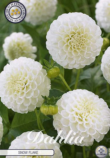 Dahlia Pompon Snow Flake x 1 I .