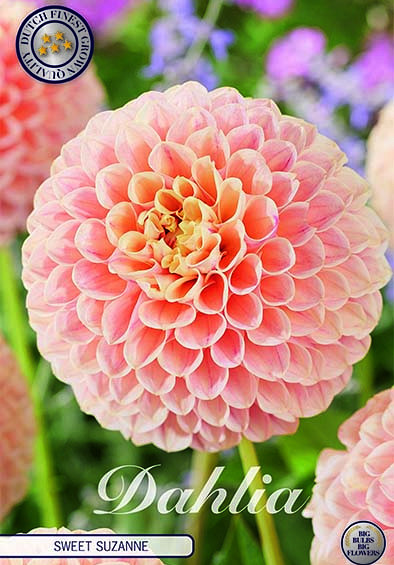 Dahlia Pompon Sweet Suzanne x1 I .