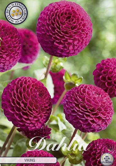 Dahlia Pompon Viking x 1 I .