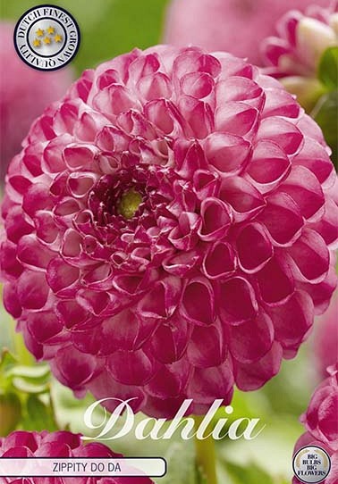 Dahlia Pompon Zippity Do Da  I