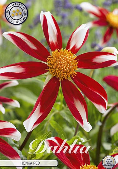 Dahlia Special Honka Red x 1 I .